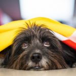 Cómo gestionar el miedo a petardos en perros