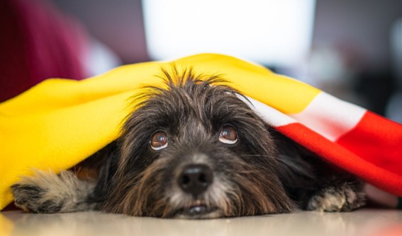 Cómo gestionar el miedo a petardos en perros