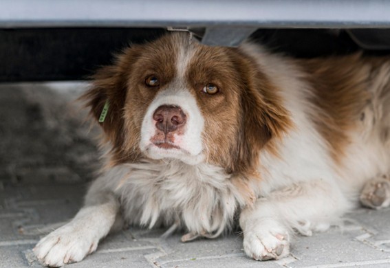 Errores frecuentes que empeoran el miedo a los petardos