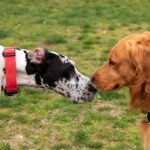 Introducción segura entre perros