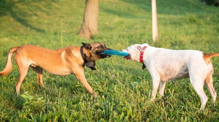 Introducción segura entre perros preparación previa