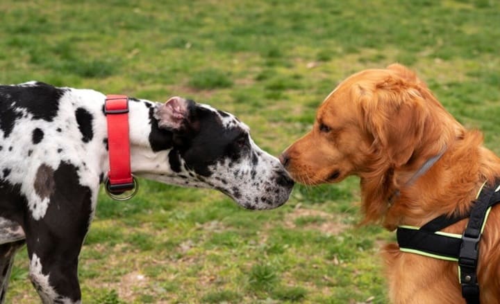 Introducción segura entre perros