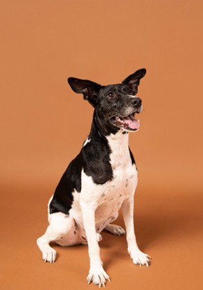 Tipo de viaje y duración de la ausencia