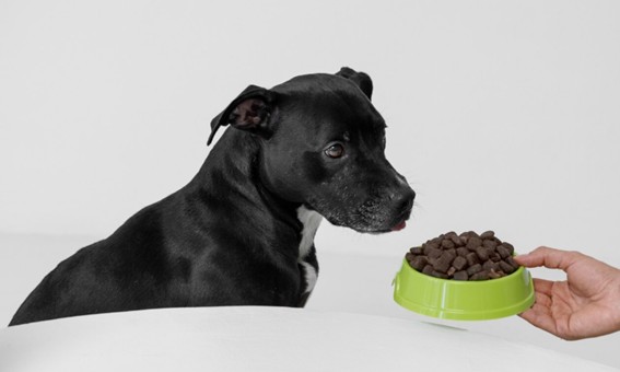 Ayuda nutricional para los perros