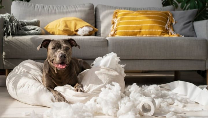 Señales de estrés en los perros e identificación