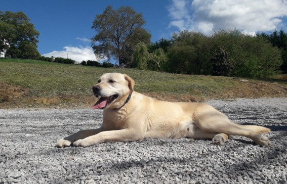 prevención para el miedo a los petardos en los perros