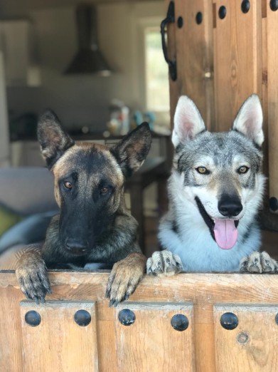 Residencia canina Bizkaia