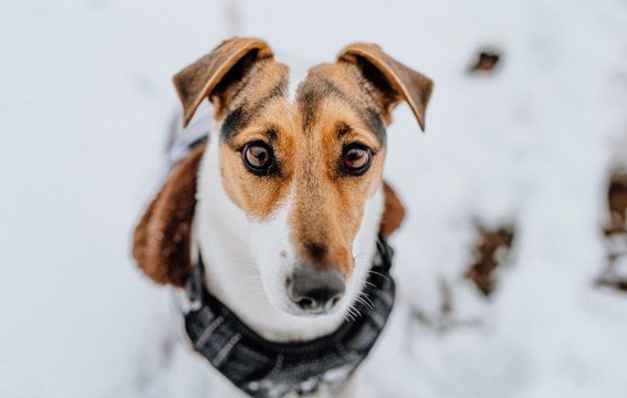 El respeto a los tiempos del perro