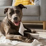 Señales de estrés en los perros