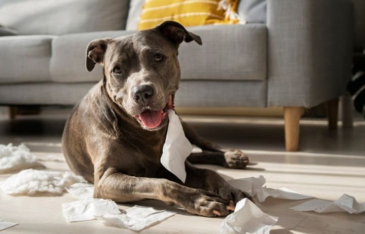 Señales de estrés en los perros