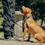 Perro en clase de adiestramiento