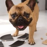 Cachorro destruyendo cosas en casa