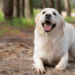 golden retriever sentado en un parque