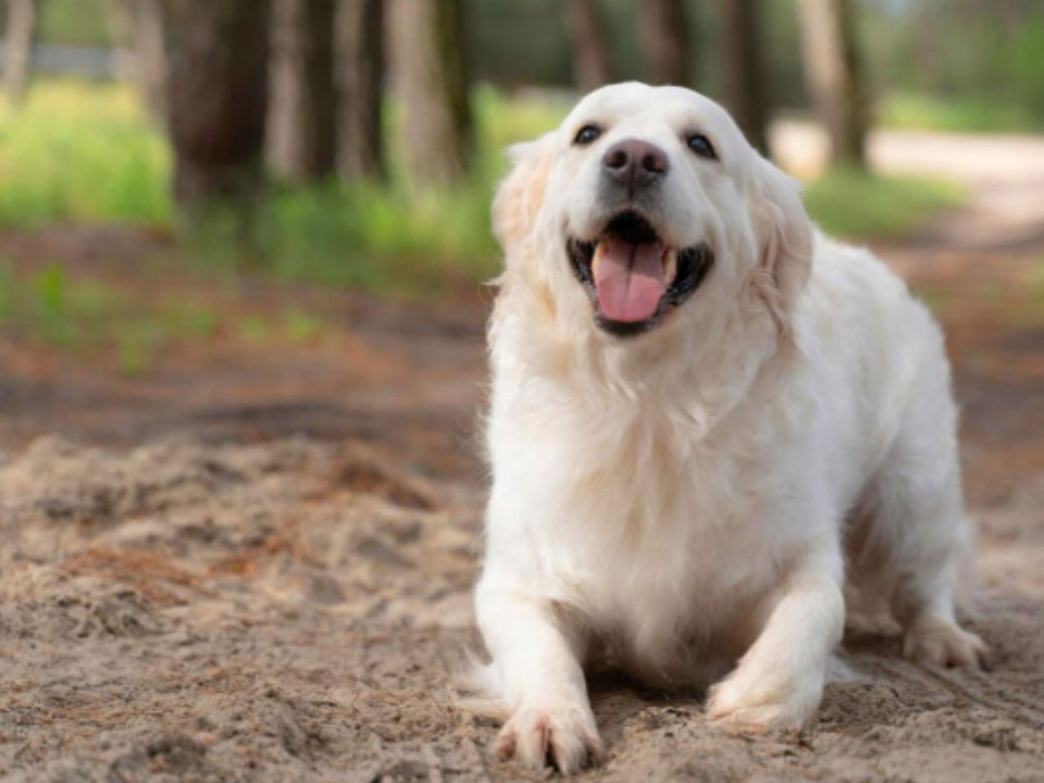 golden retriever sentado en un parque