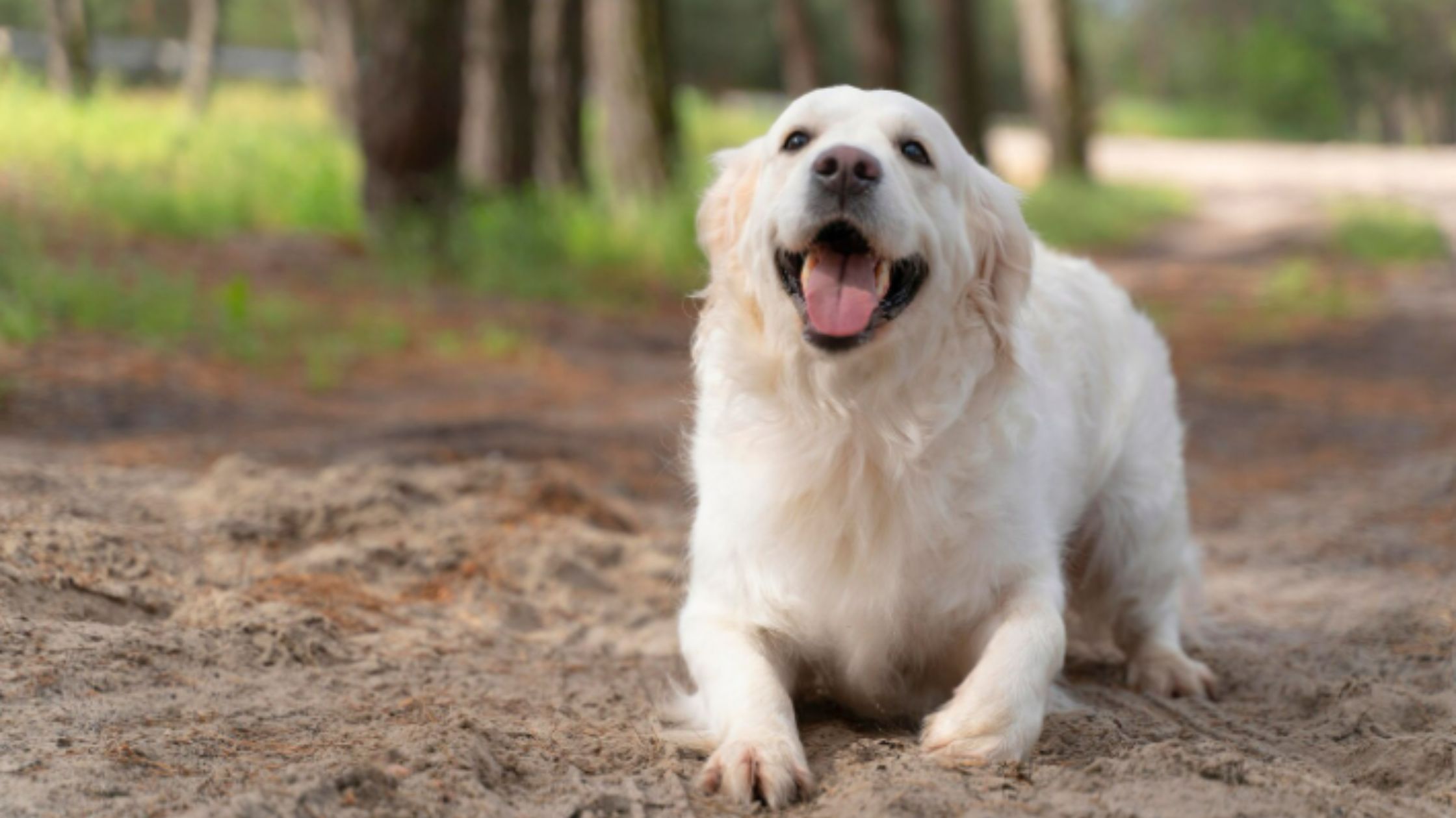 golden retriever sentado en un parque