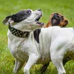 perro agresivo con otros perros