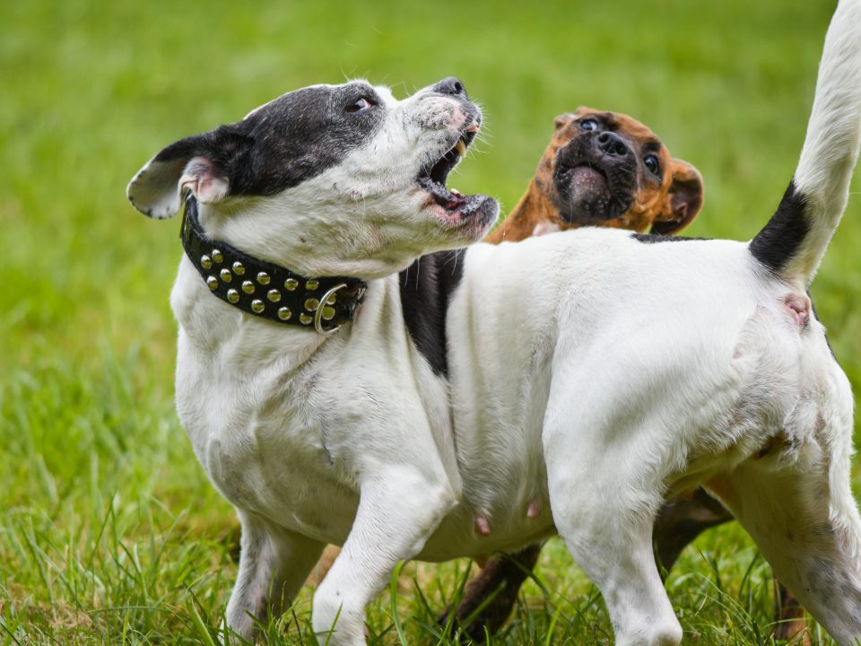 perro agresivo con otros perros