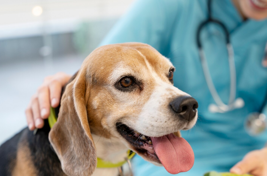 Perro castrado en el veterinario