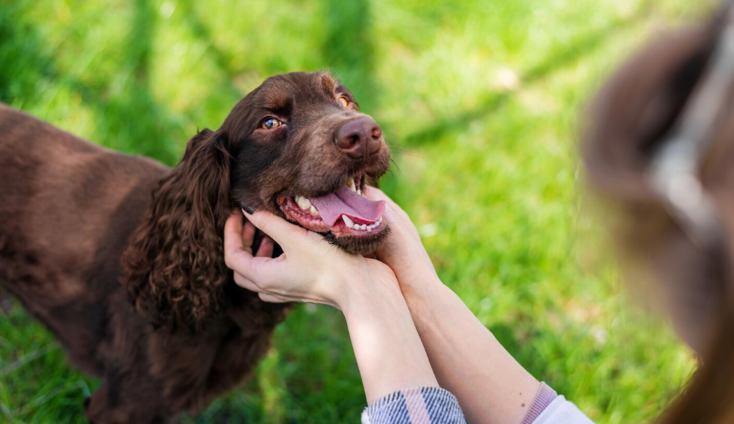 Beneficios de castrar a un perro