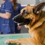 Perro en veterinaria por castración