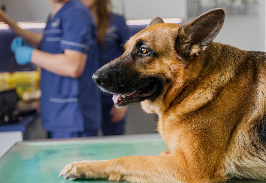 Perro en veterinaria por castración