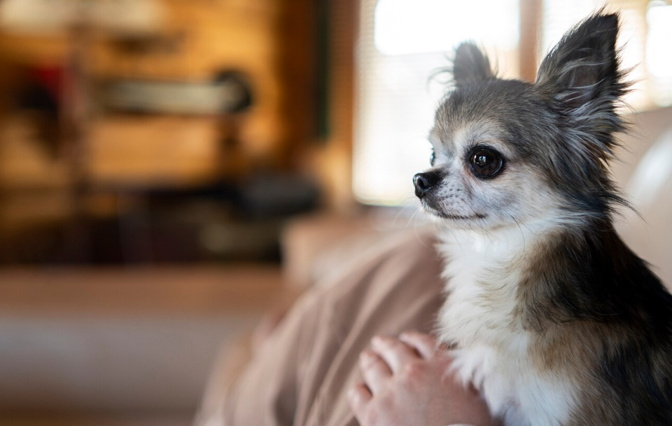 Porque tiemblan los perros​
