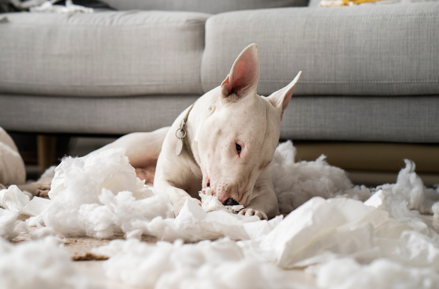 Perro blanco jugando en casa
