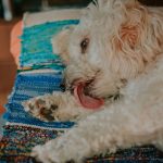 porque mi perro se lame las patas delanteras