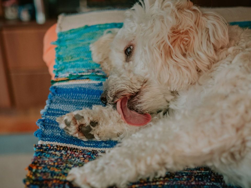porque mi perro se lame las patas delanteras