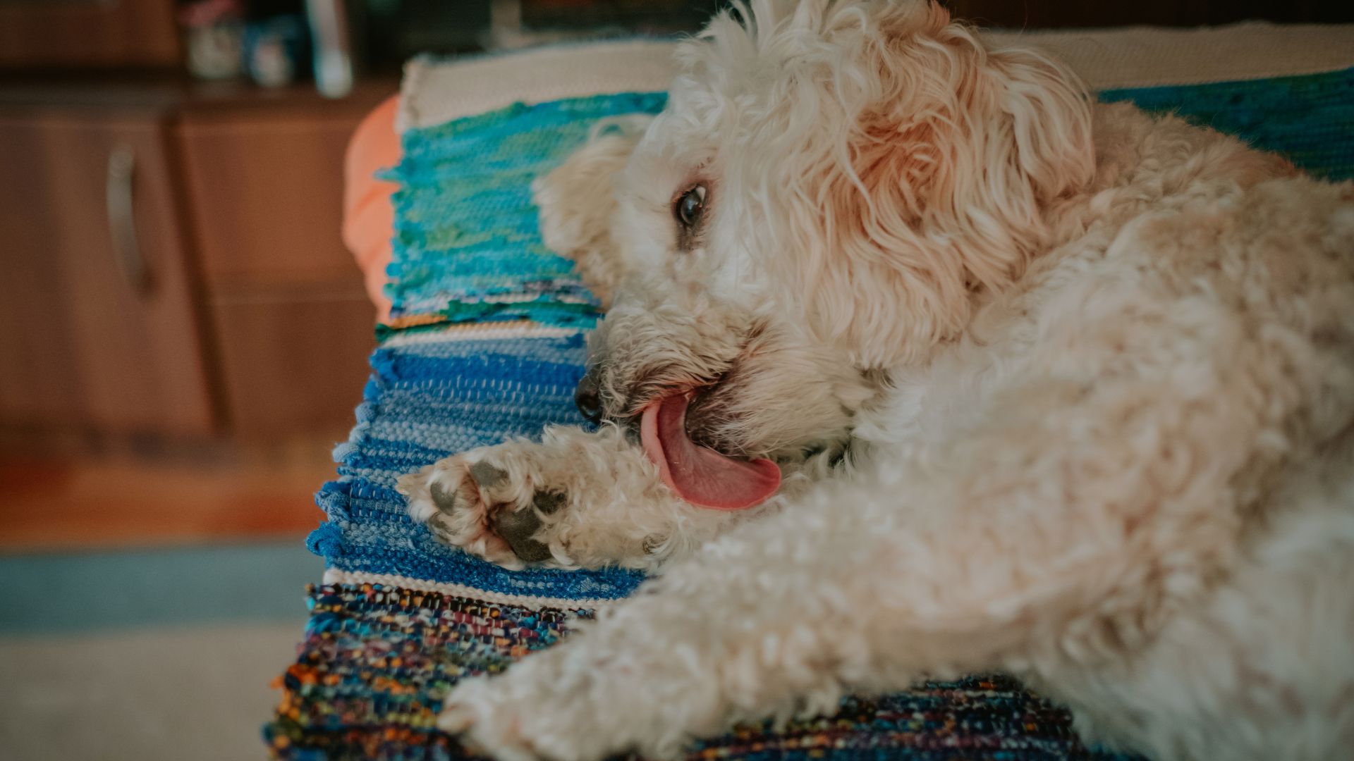porque mi perro se lame las patas delanteras